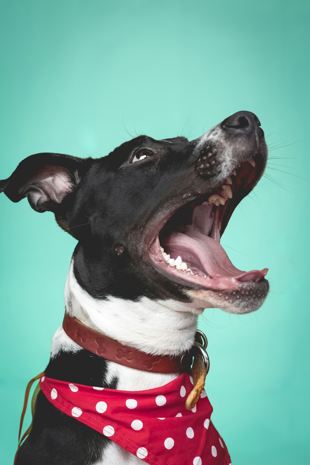 black and white short coated dog