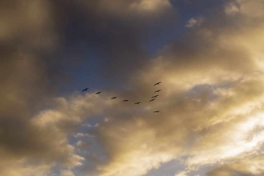 birds flying under white clouds during daytime