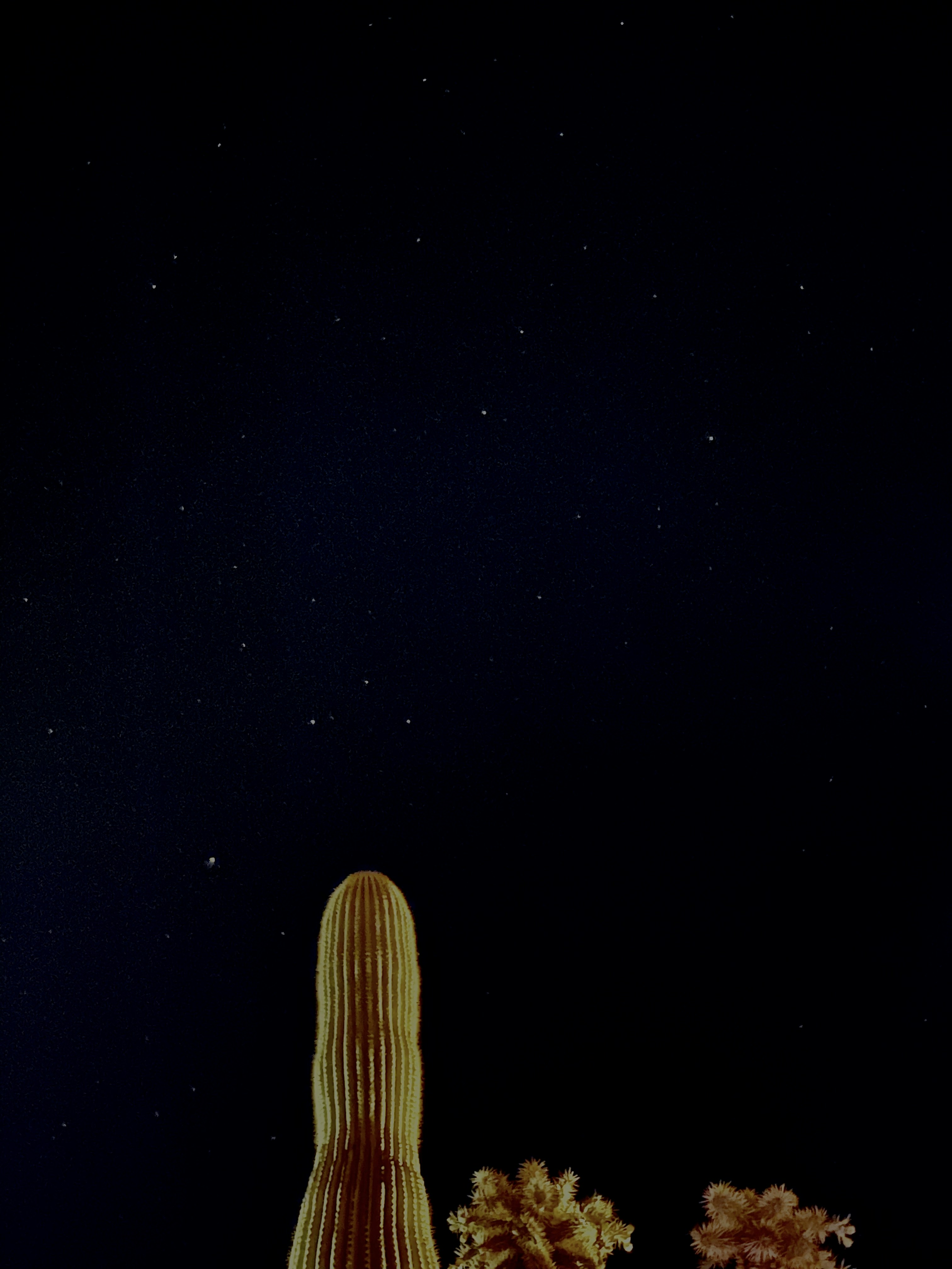 Night blooming cactus in full bloom under moonlight