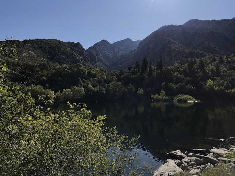 green trees near lake during daytime