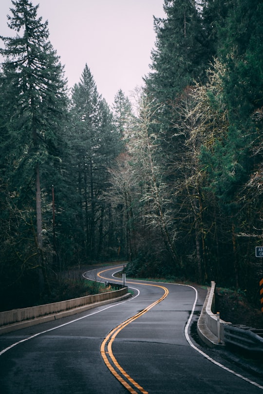 gray concrete road between green trees during daytime in Silverton United States