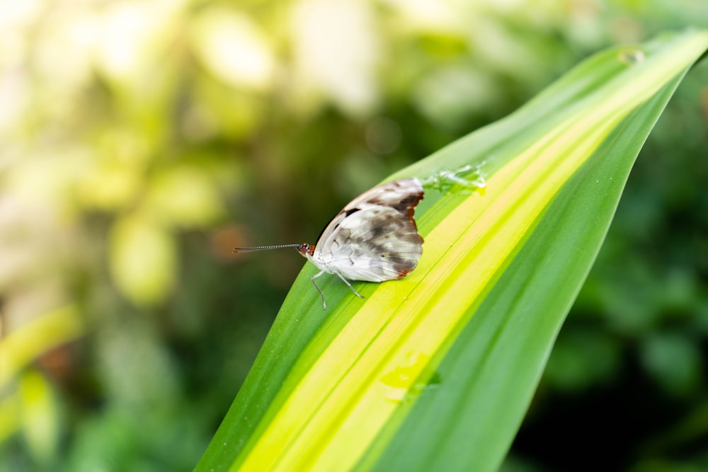white and black butterfly on green leaf
