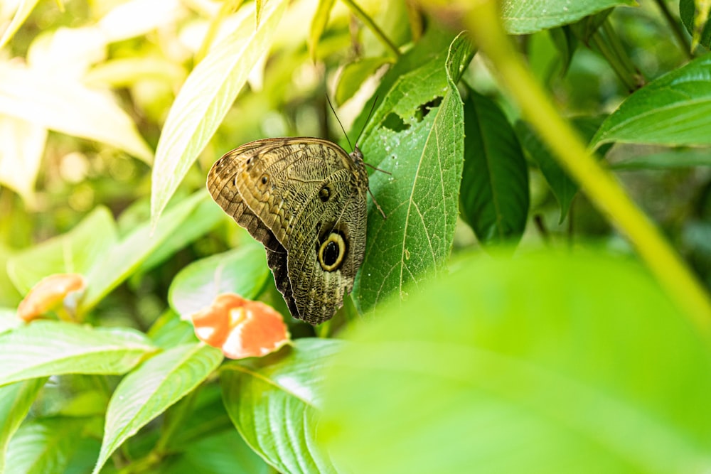 brown butterfly on green leaf