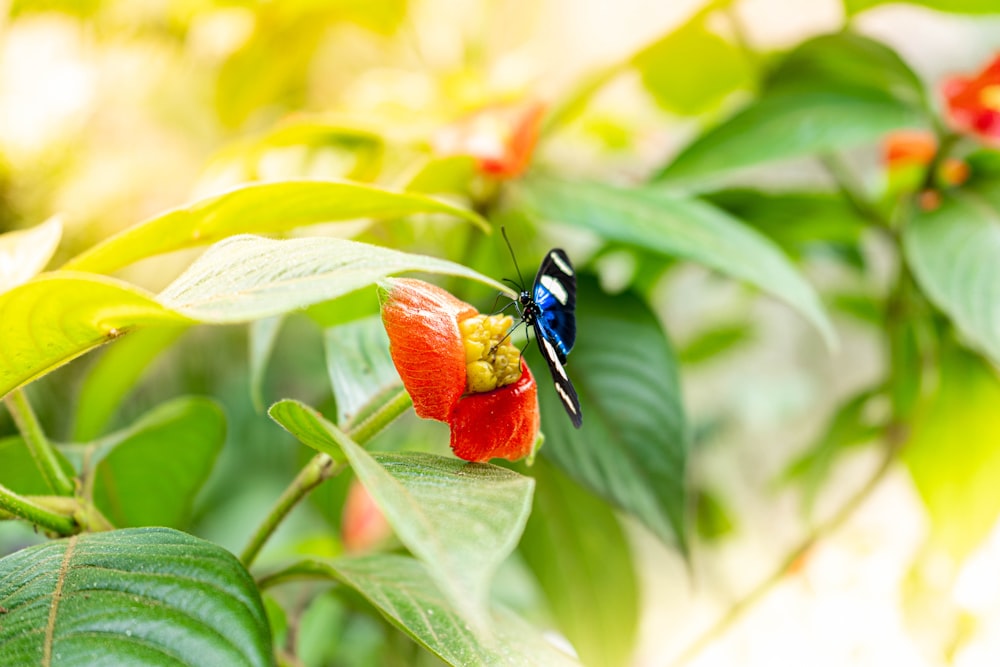 blue and black butterfly on red flower