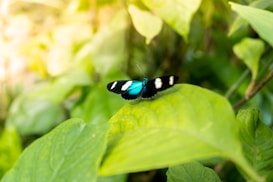 A vibrant butterfly with black, white, and turquoise markings rests on a lush green leaf. The background consists of blurred green foliage, creating a serene natural setting.