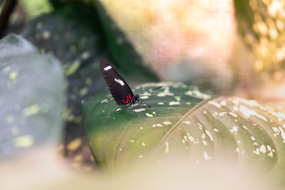 black and red butterfly on green leaf in close up photography during daytime