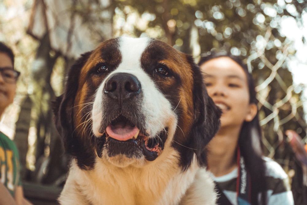 white brown and black saint bernard