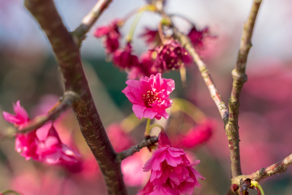 pink flower on brown tree branch