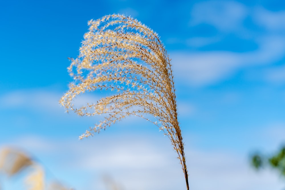 brown plant under blue sky during daytime