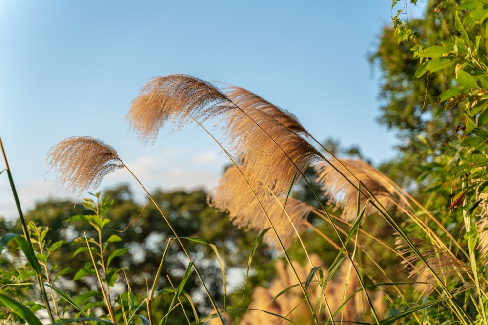 brown feather in close up photography