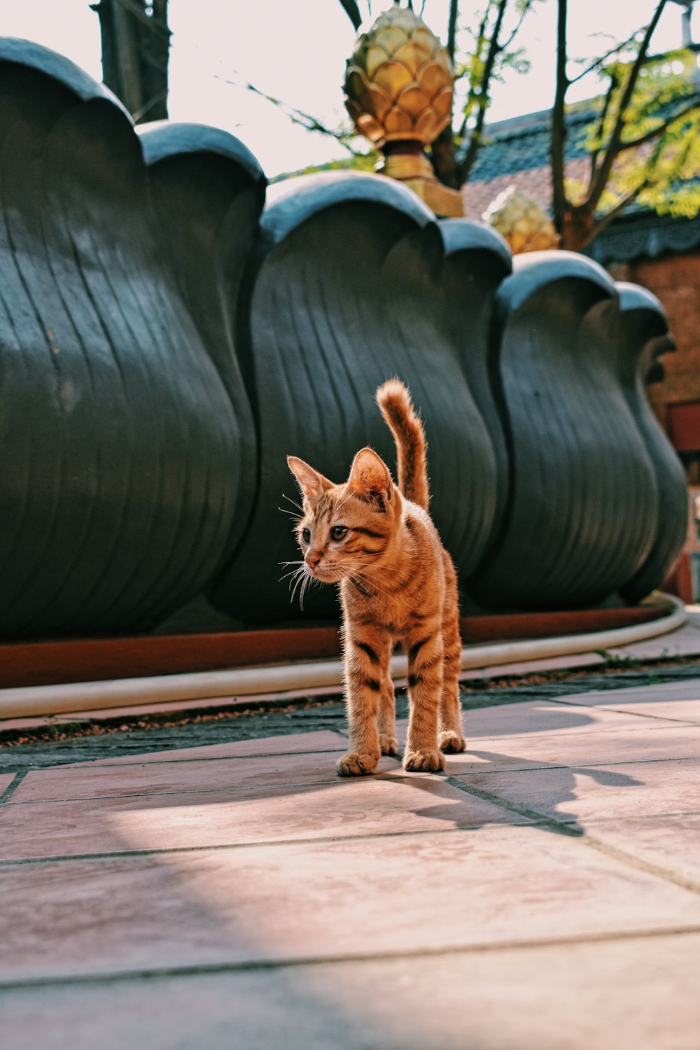 orange tabby cat on brown wooden bench