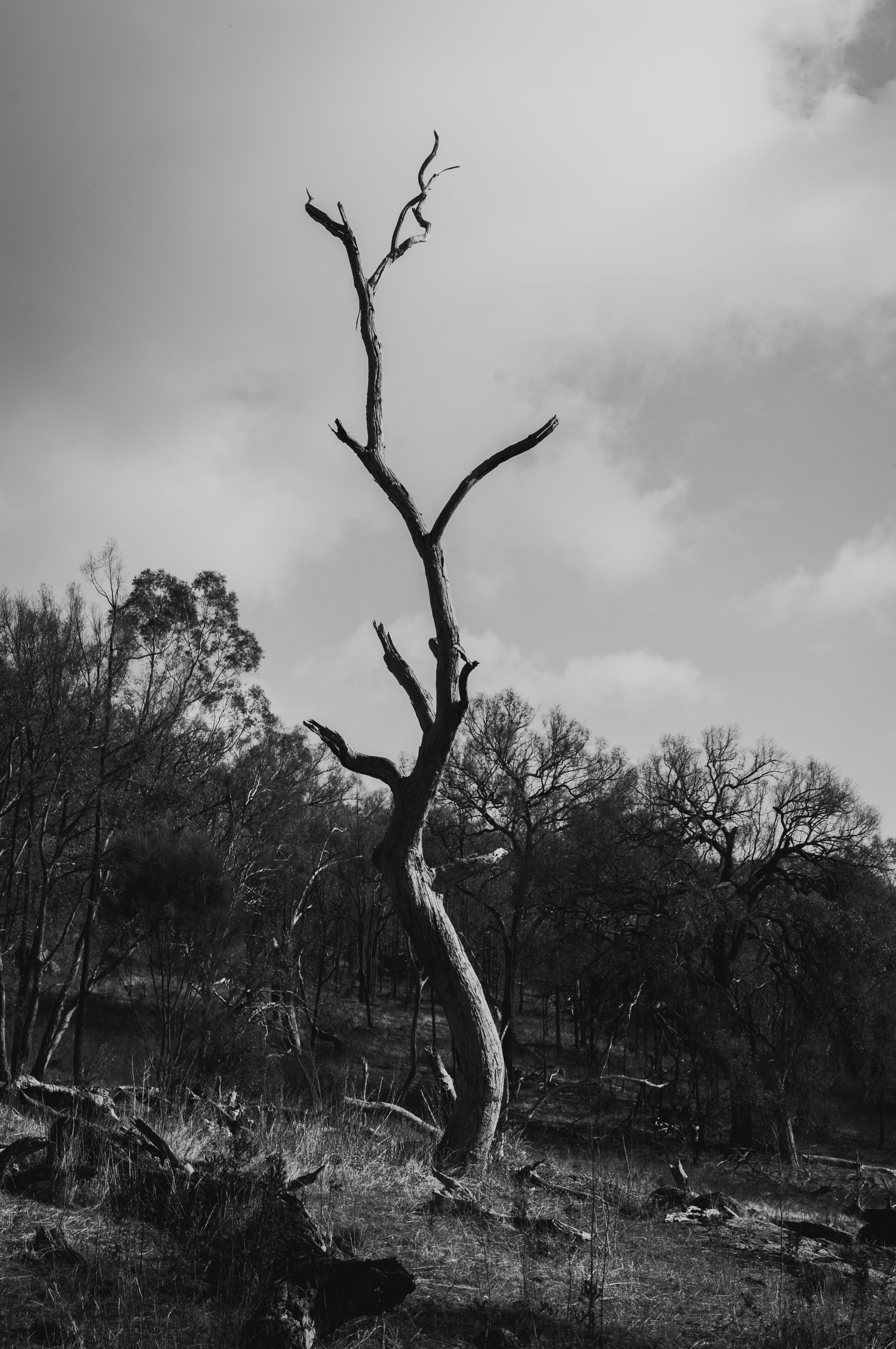 grayscale photo of leafless tree