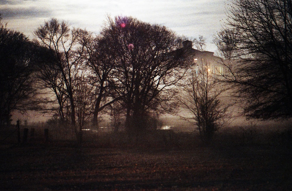 bare trees near building during night time