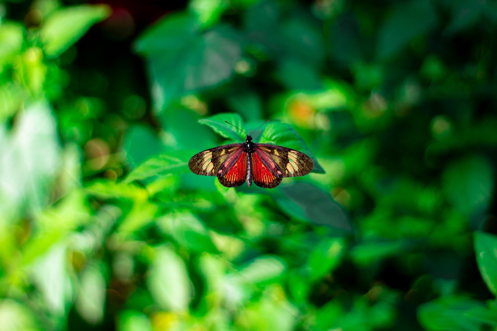 borboleta marrom e preta na folha verde