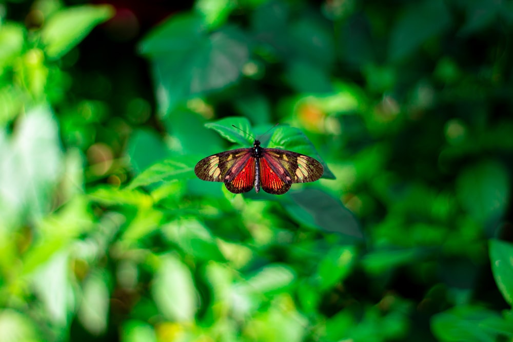 brown and black butterfly on green leaf