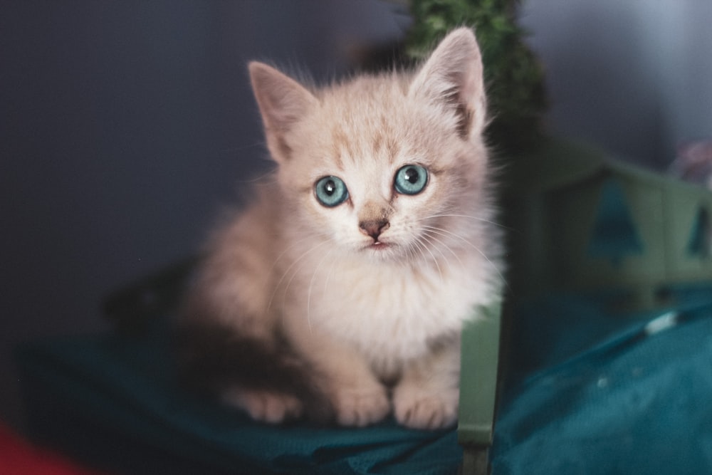 orange tabby kitten on green textile