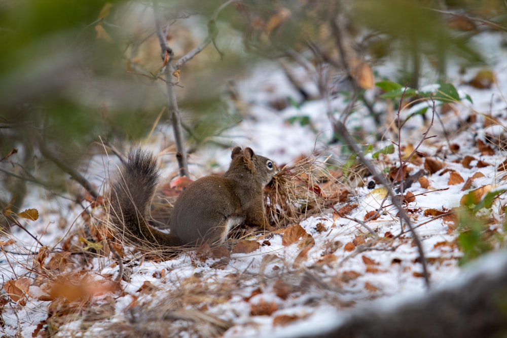 brown squirrel on brown leaves during daytime