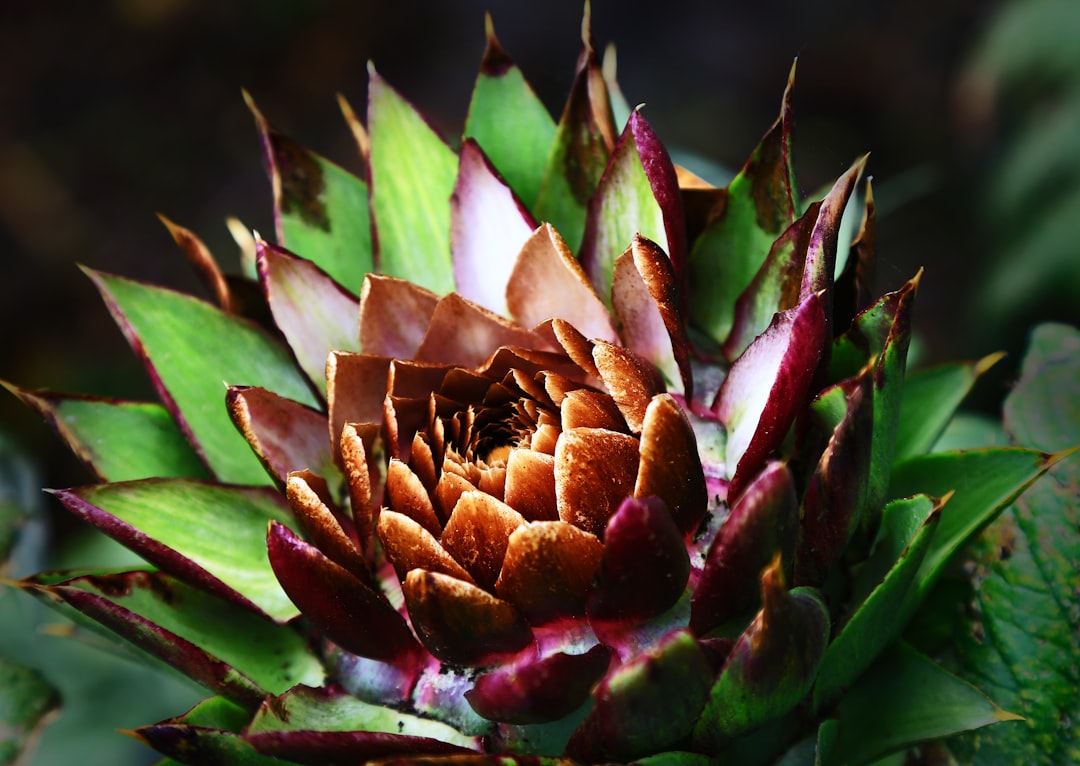 green and pink flower bud