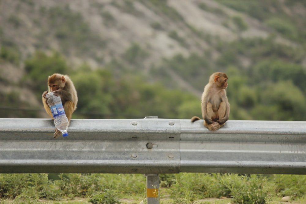 brown monkey sitting on brown wooden bench during daytime