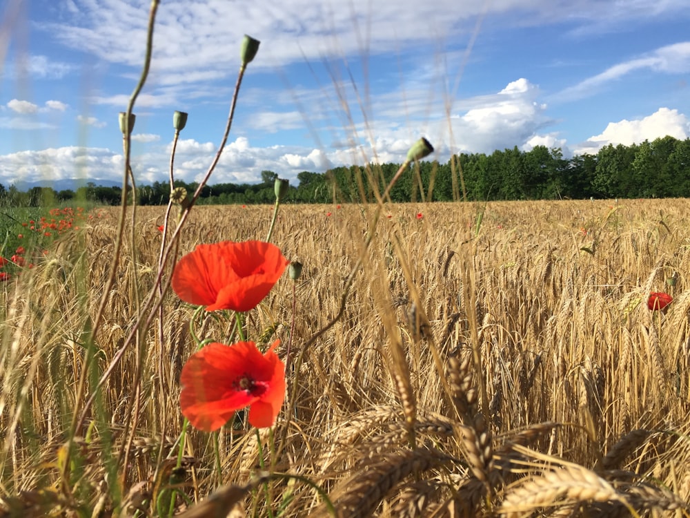 red flower on brown wheat field during daytime