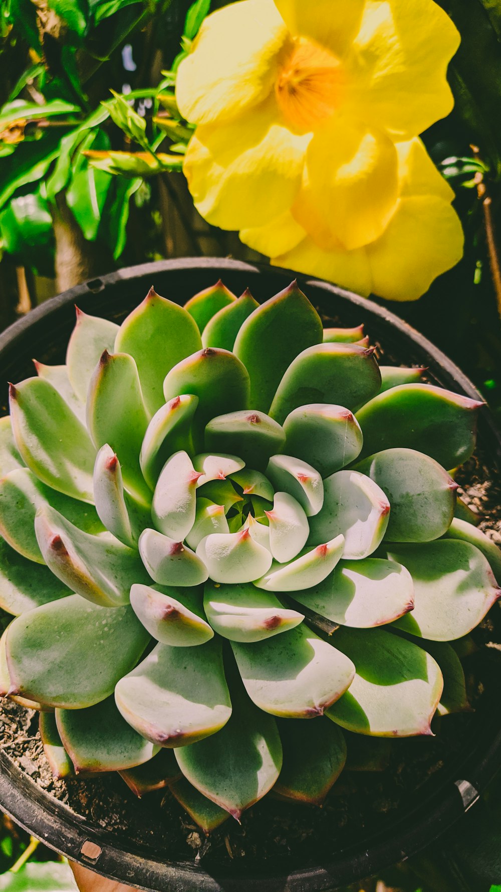 green and yellow flower in bloom during daytime