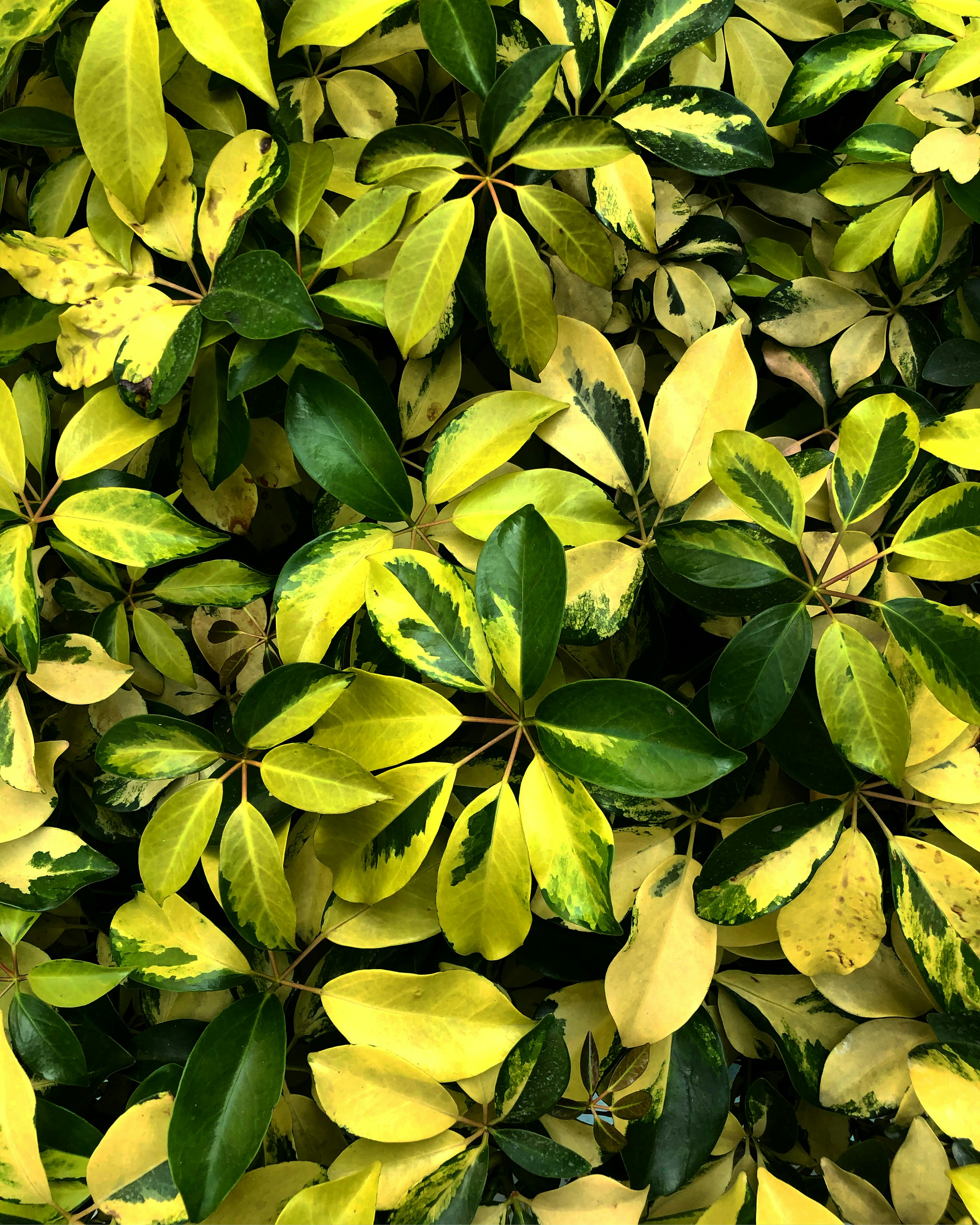 Photo by vidisha_negi