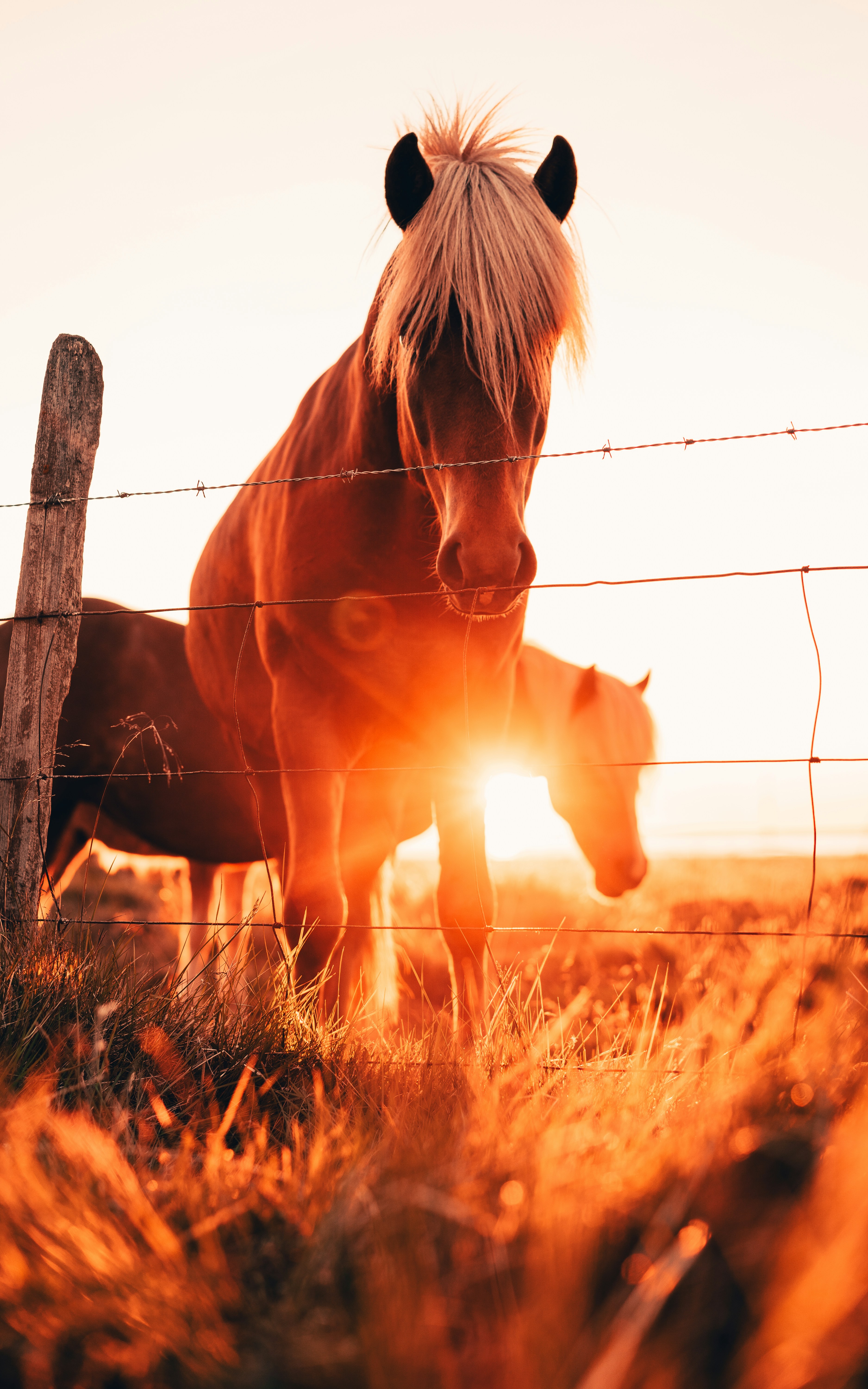 Horse in the sunset, peter mckinnon used this photo in one of his videos