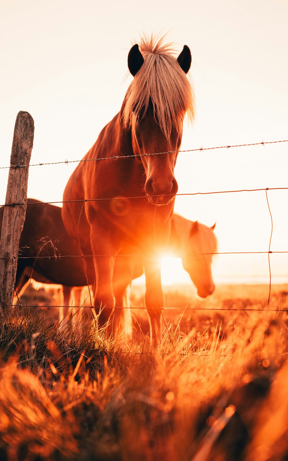 昼間の茶色の草原の茶色の馬
