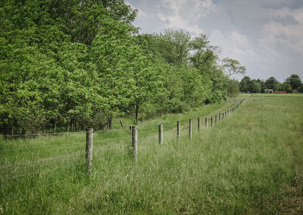 green grass field with gray wooden fence