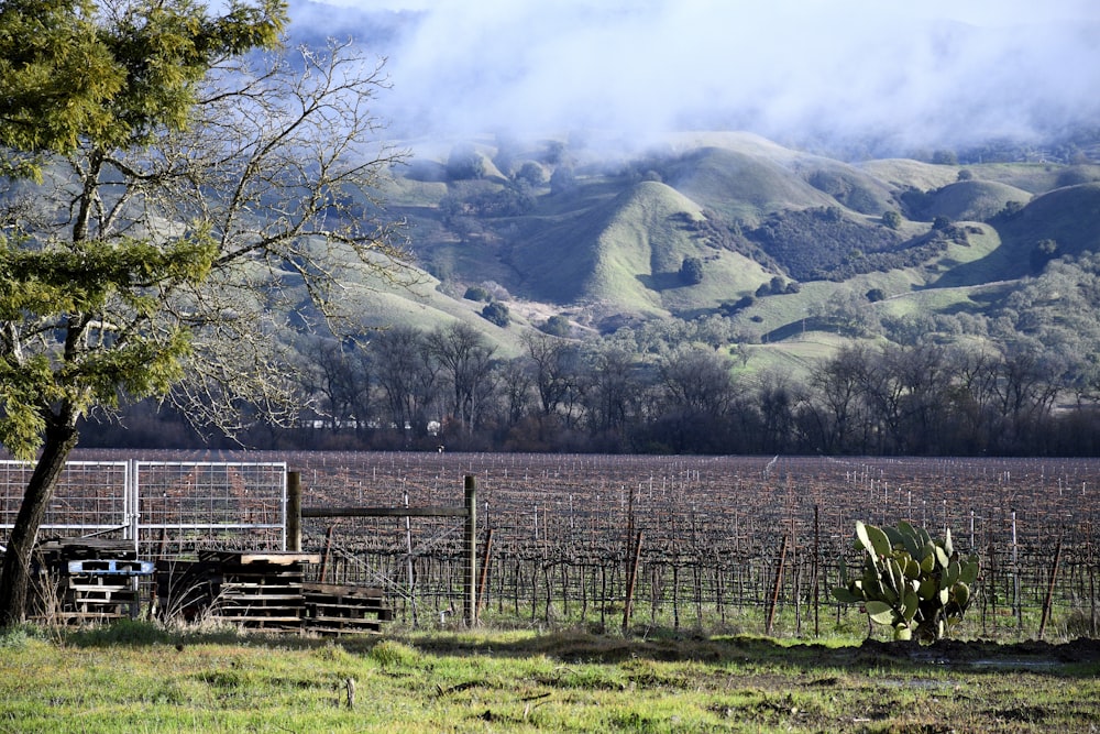 brown wooden fence near green grass field and mountain during daytime