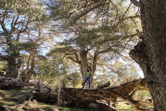 man in blue shirt standing on brown tree trunk during daytime in Tikjda Algeria