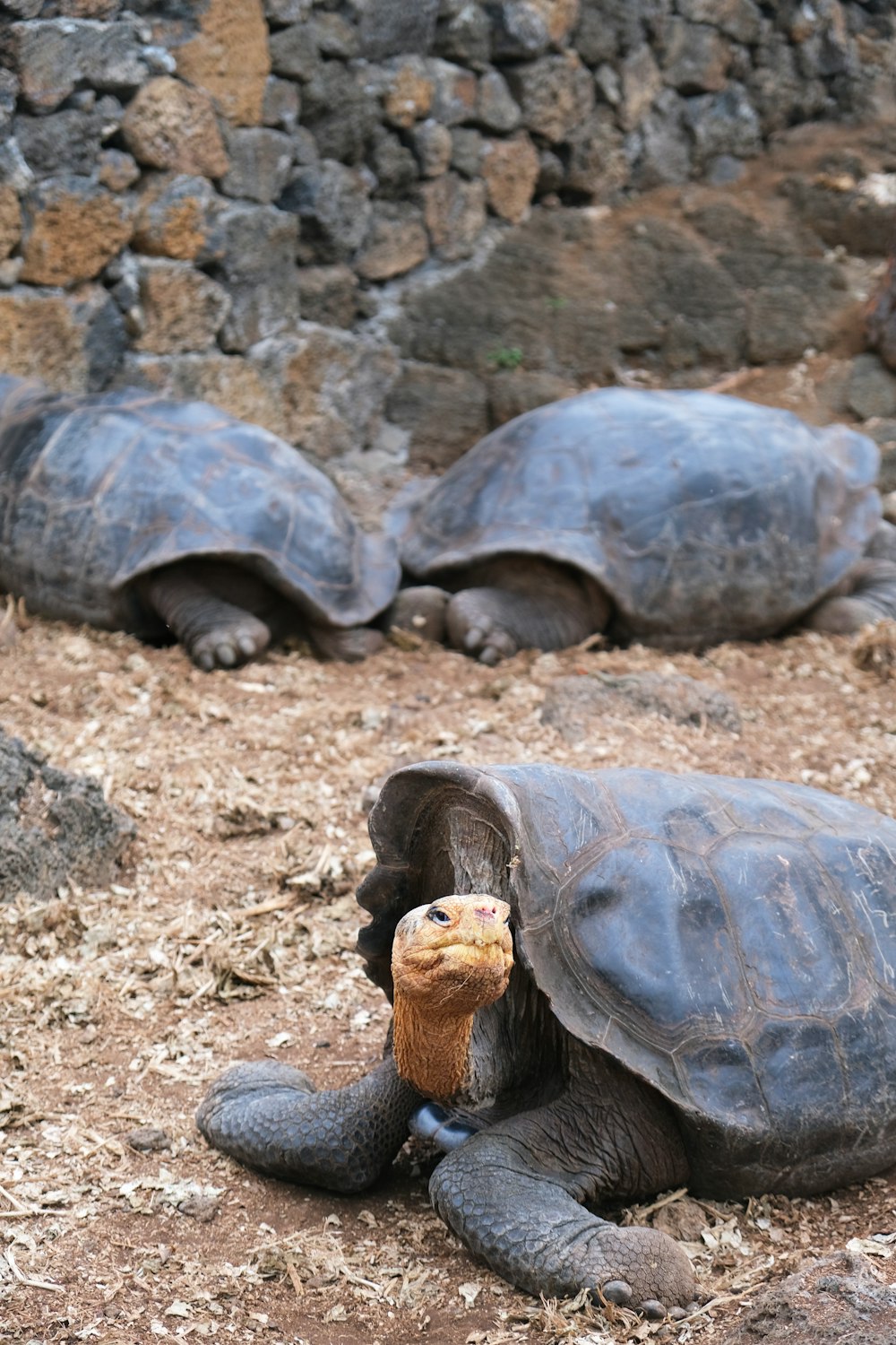 brown turtle on brown soil