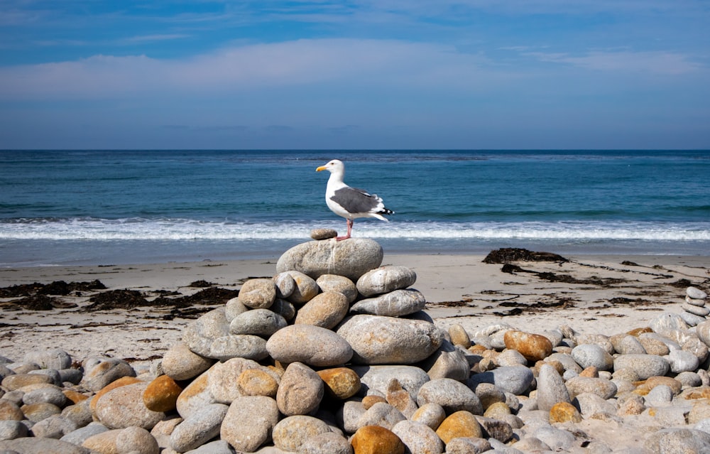 white and black bird on brown rocky shore during daytime