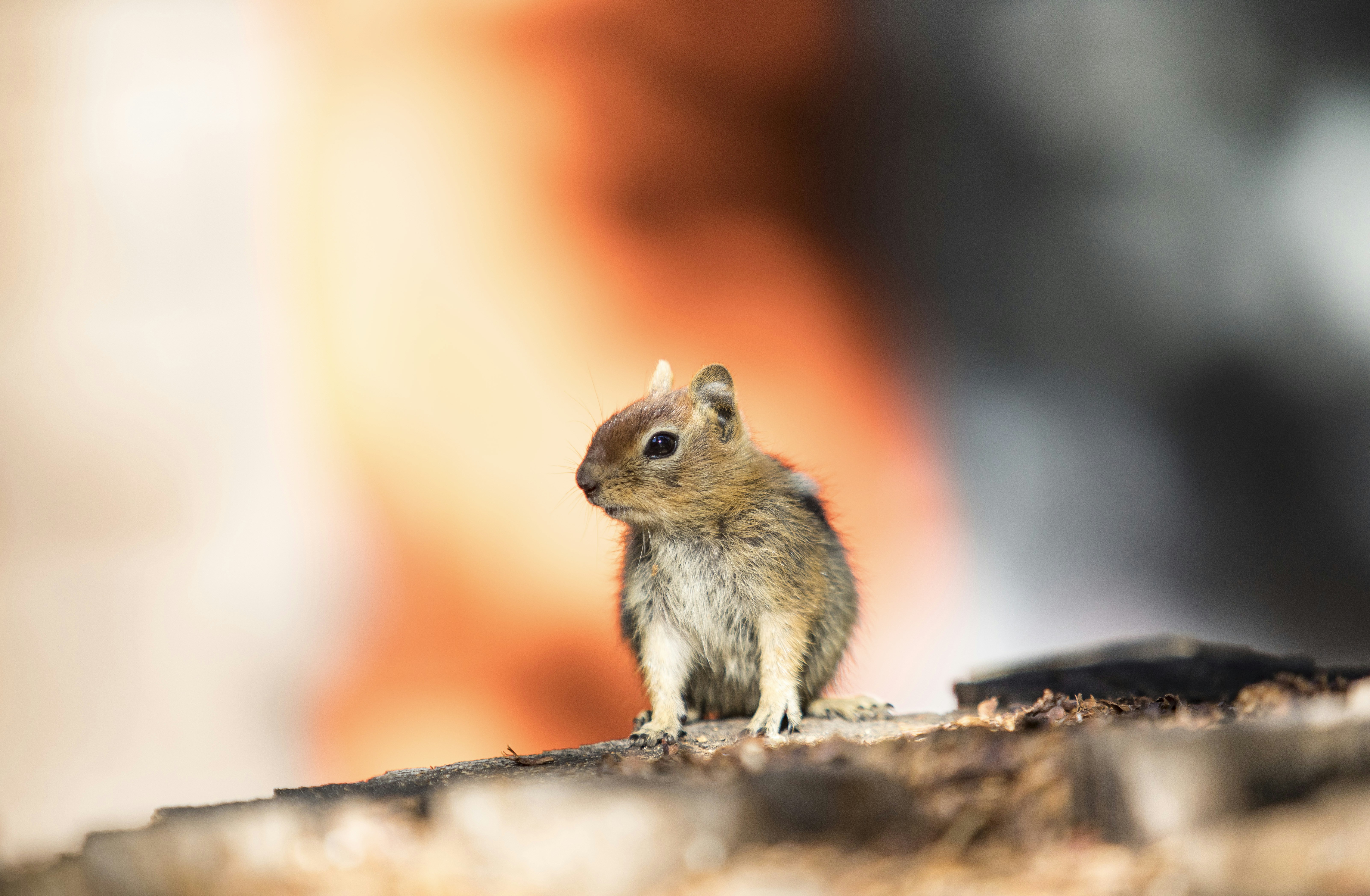 Photo by leo_visions_