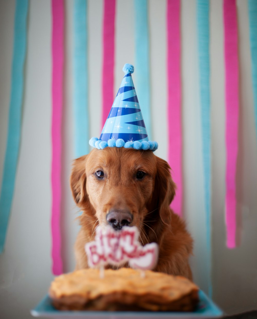 brown short coated dog wearing blue and white striped hat