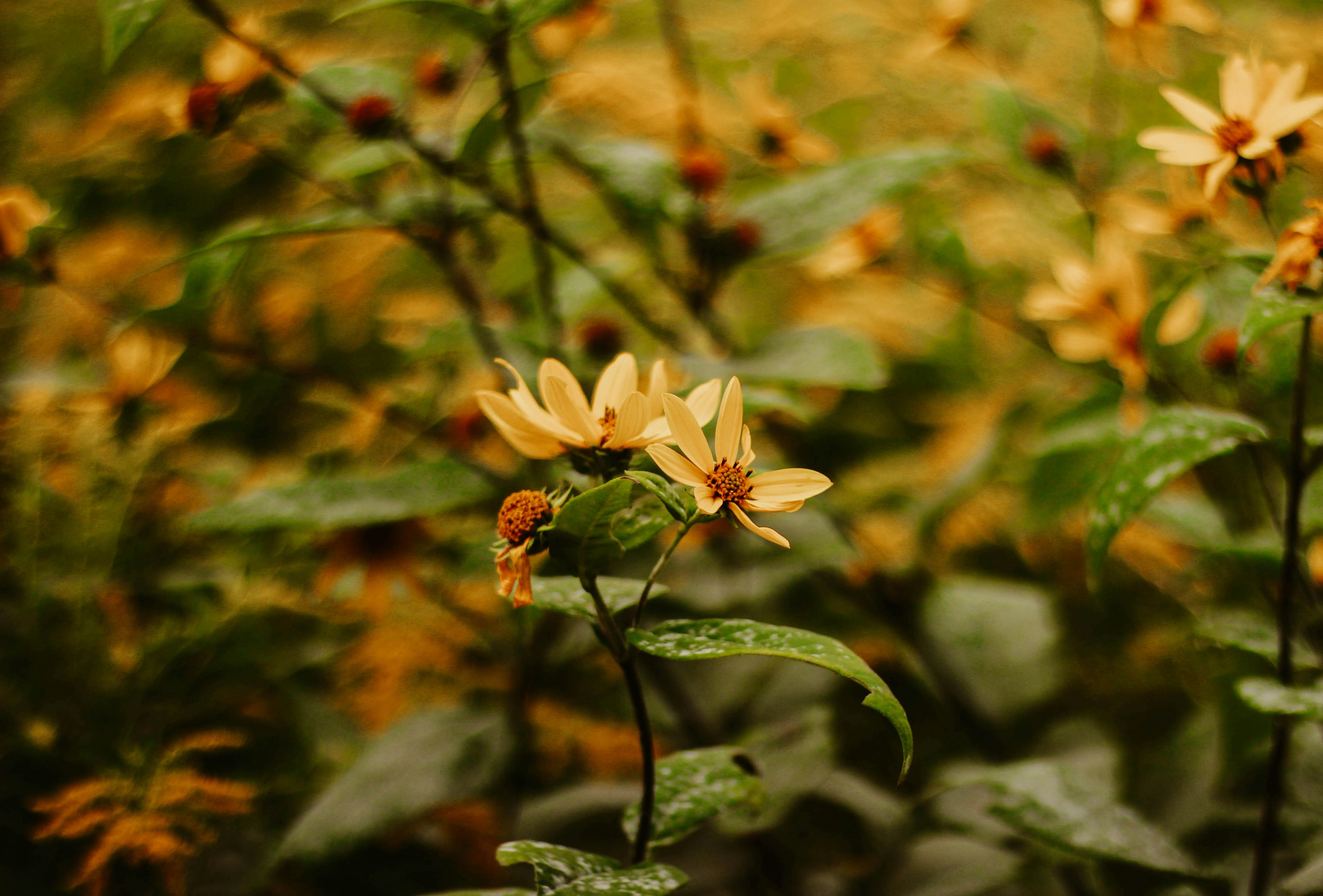 Photo by majestical_jasmin