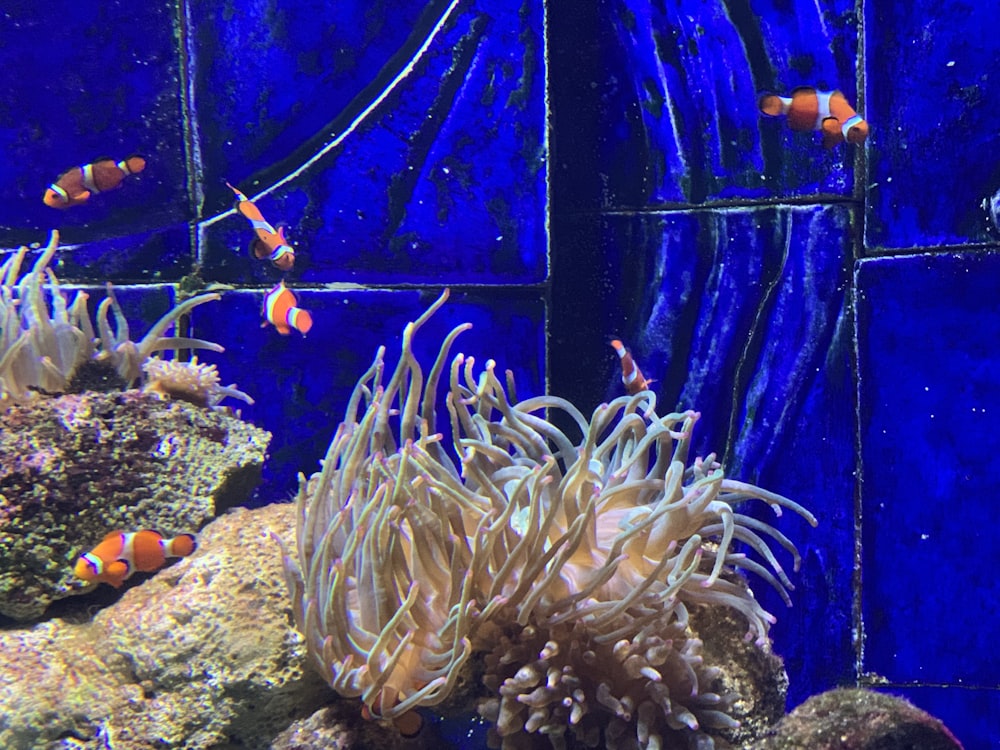 orange and white fish in aquarium