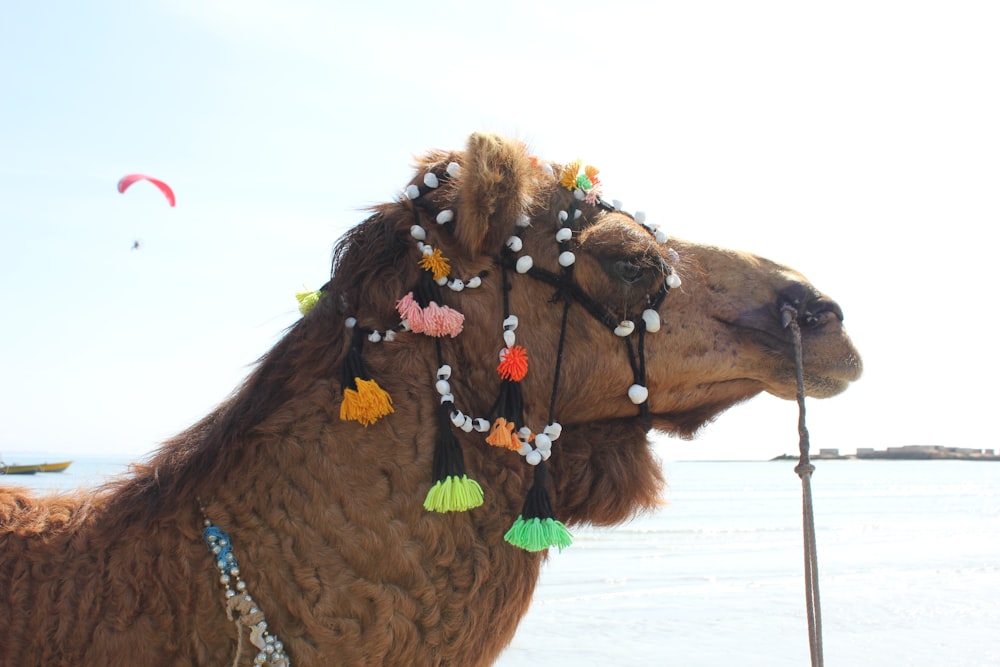 brown camel on white sand during daytime