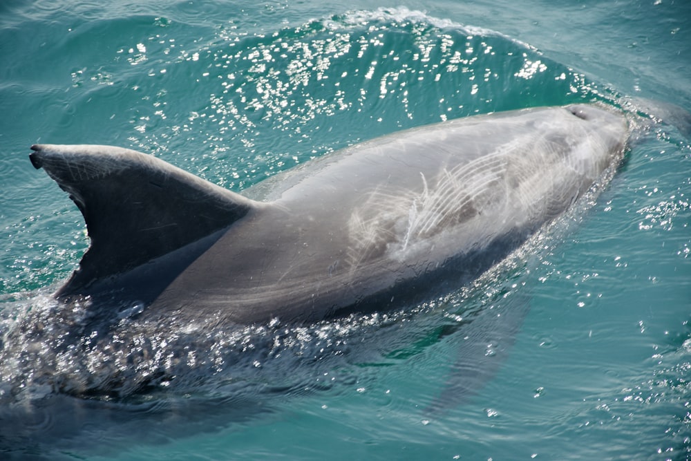 gray dolphin on body of water