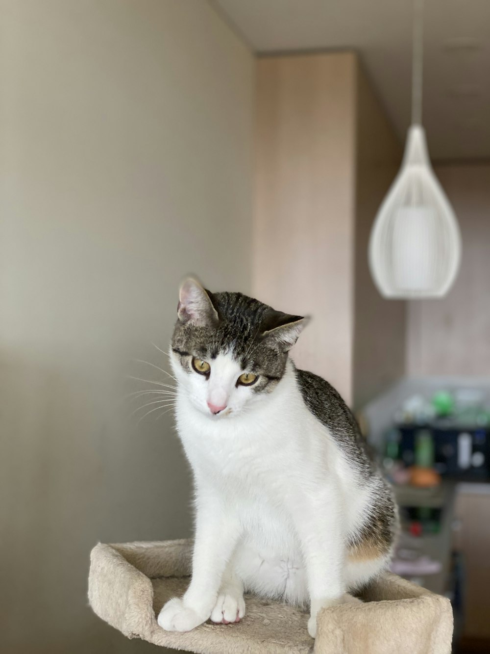 white and brown cat on brown cat tree