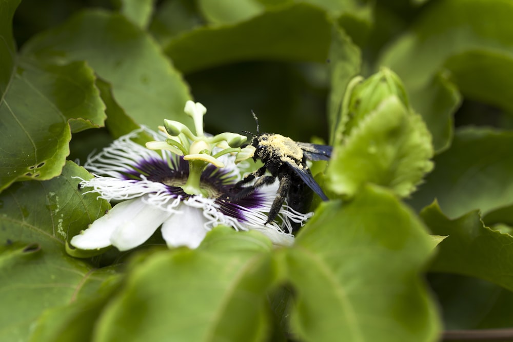 black and white bee on purple flower