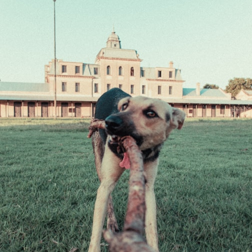 A happy dog chewing on a natural, long-lasting dog chew in a sunny backyard.