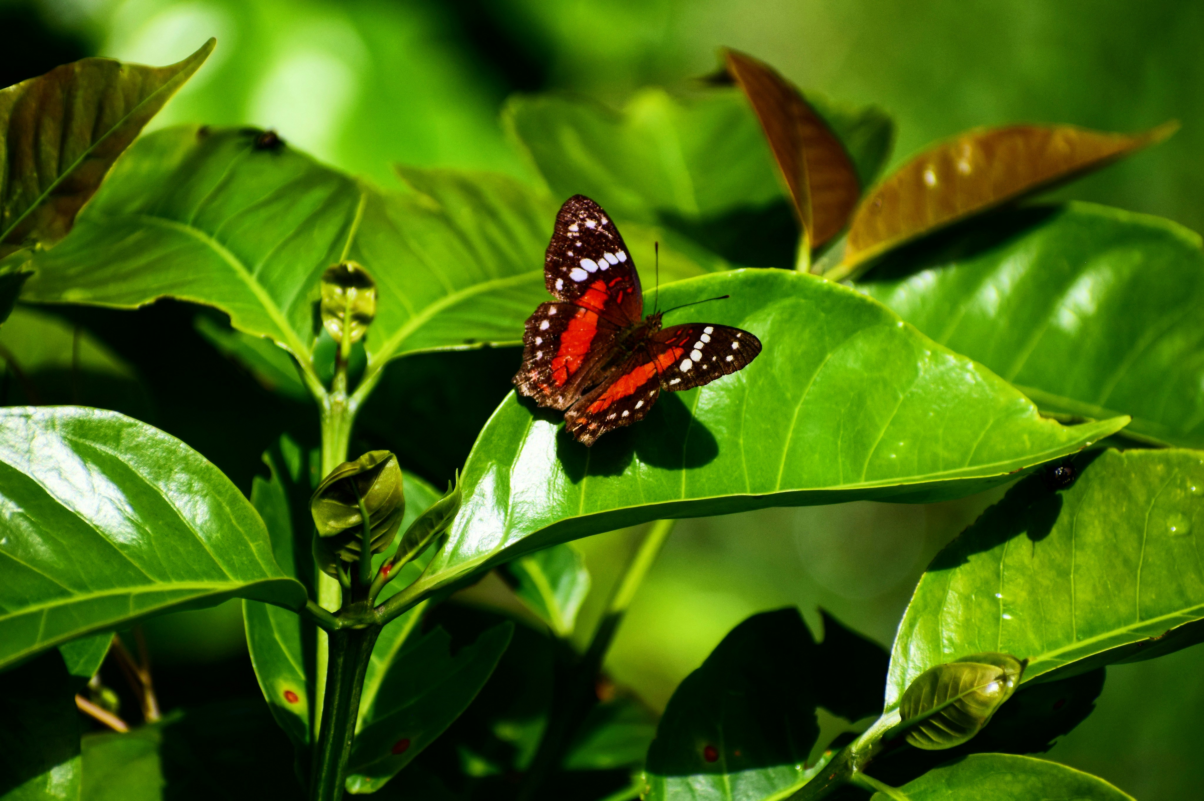 Black and brown butterfly on green leaf photo Free Colombia Image on