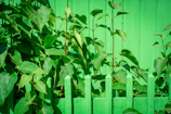 A neatly painted wooden fence in dark brown, surrounded by green garden foliage
