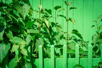 A wooden fence painted in bright green with lush green leaves of plants growing behind it. The sunlight casts shadows on the fence and leaves, creating a vibrant and natural composition.