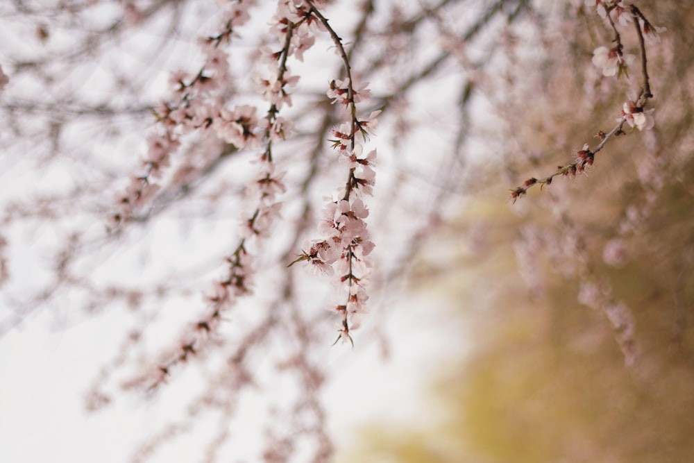 white and brown tree branch