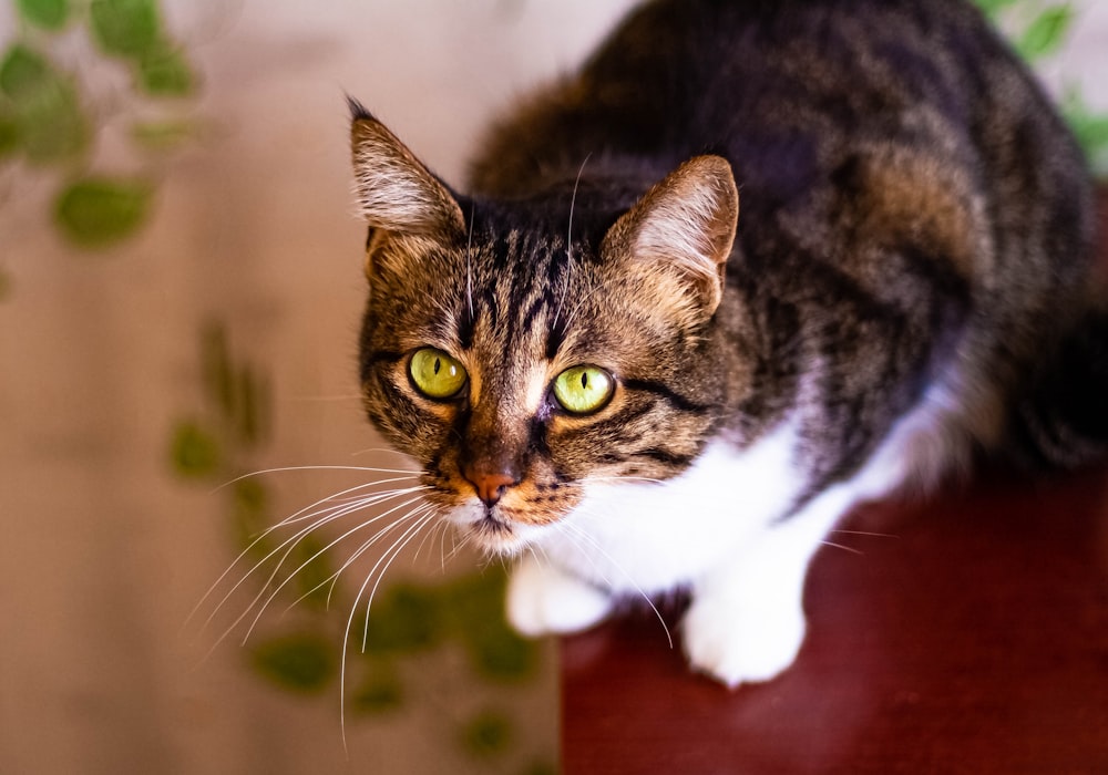 brown tabby cat on brown wooden table