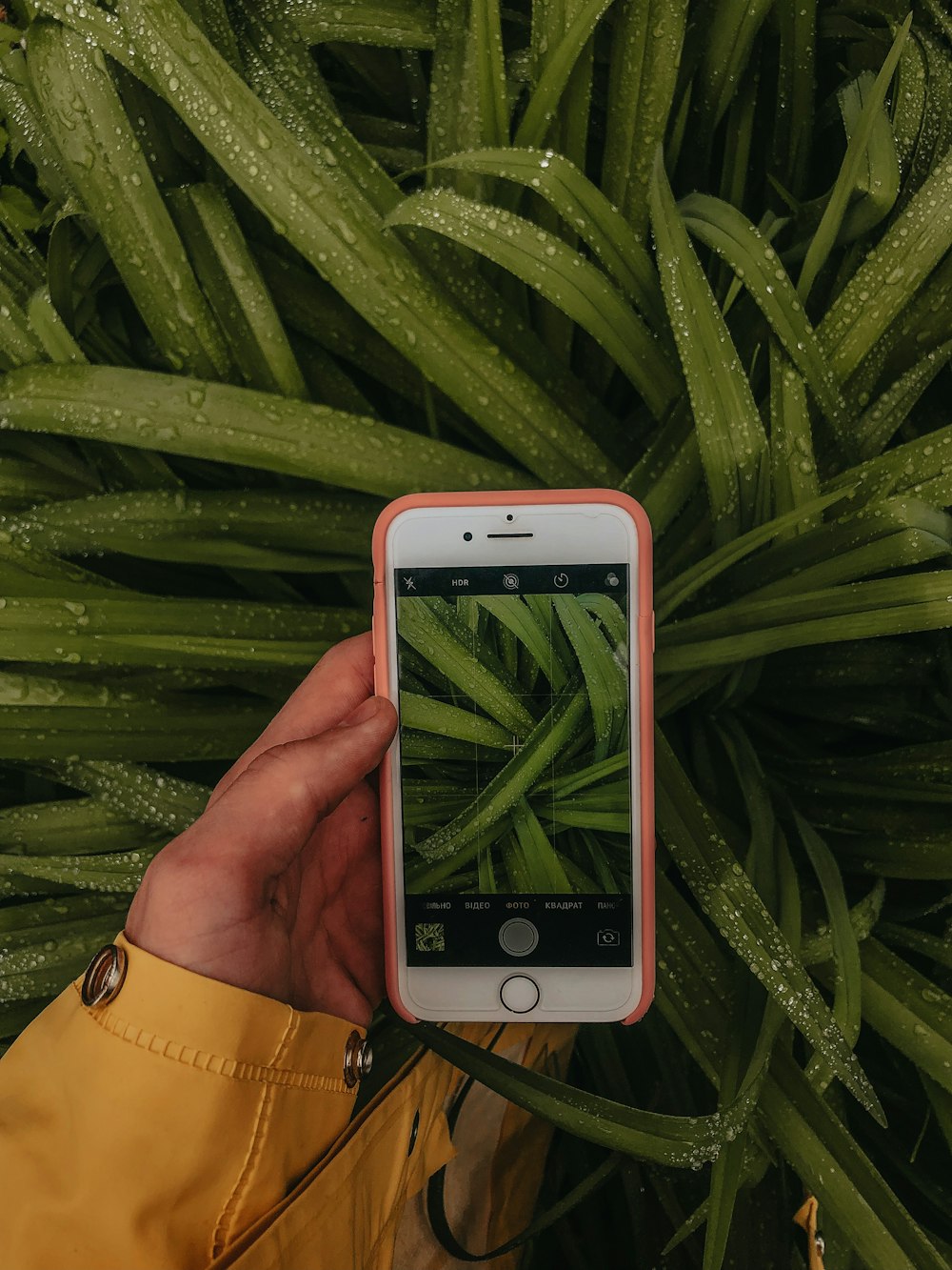 iPhone 6 argenté sur plante verte