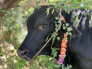 A black cow adorned with a colorful garland around its neck is standing amidst leafy branches. The cow is looking to the side, and its body is partially hidden by the foliage.
