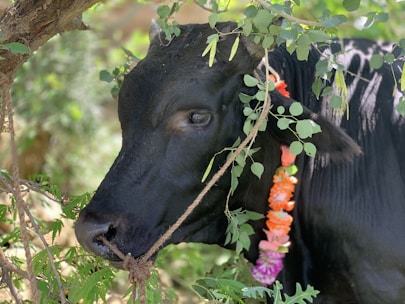 A black cow adorned with a colorful garland around its neck is standing amidst leafy branches. The cow is looking to the side, and its body is partially hidden by the foliage.